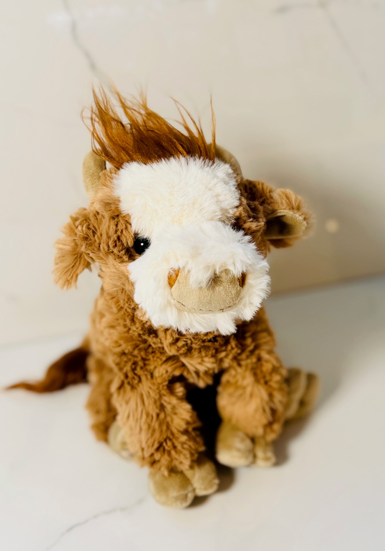 Madison - Highland Cow